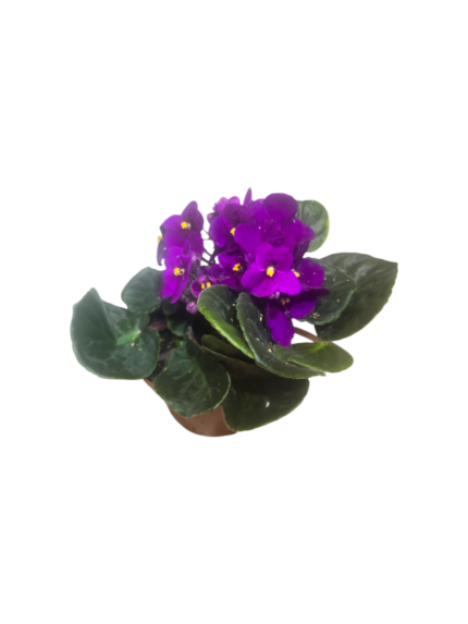 Saintpaulia - violetta africana - immagine 2