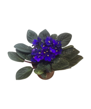 Saintpaulia - violetta africana