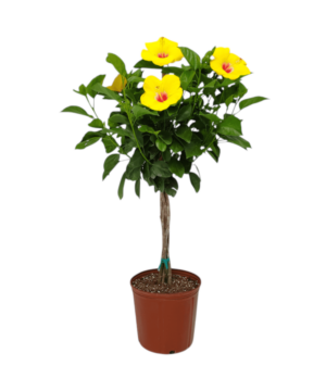 Hibiscus ad alberello (medio)