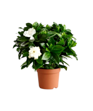 Gardenia cespuglio