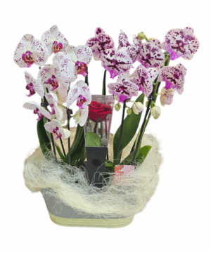 Cesto con orchidee ad arco
