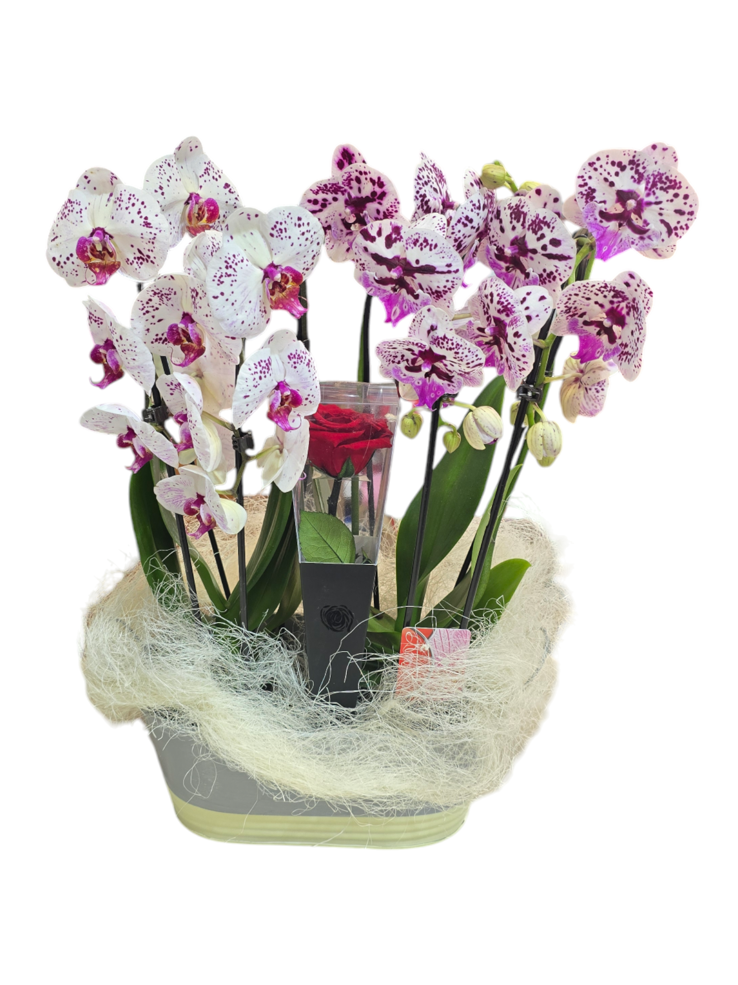 Featured image for “Cesto con orchidee ad arco”
