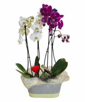 Cesto con orchidee classiche