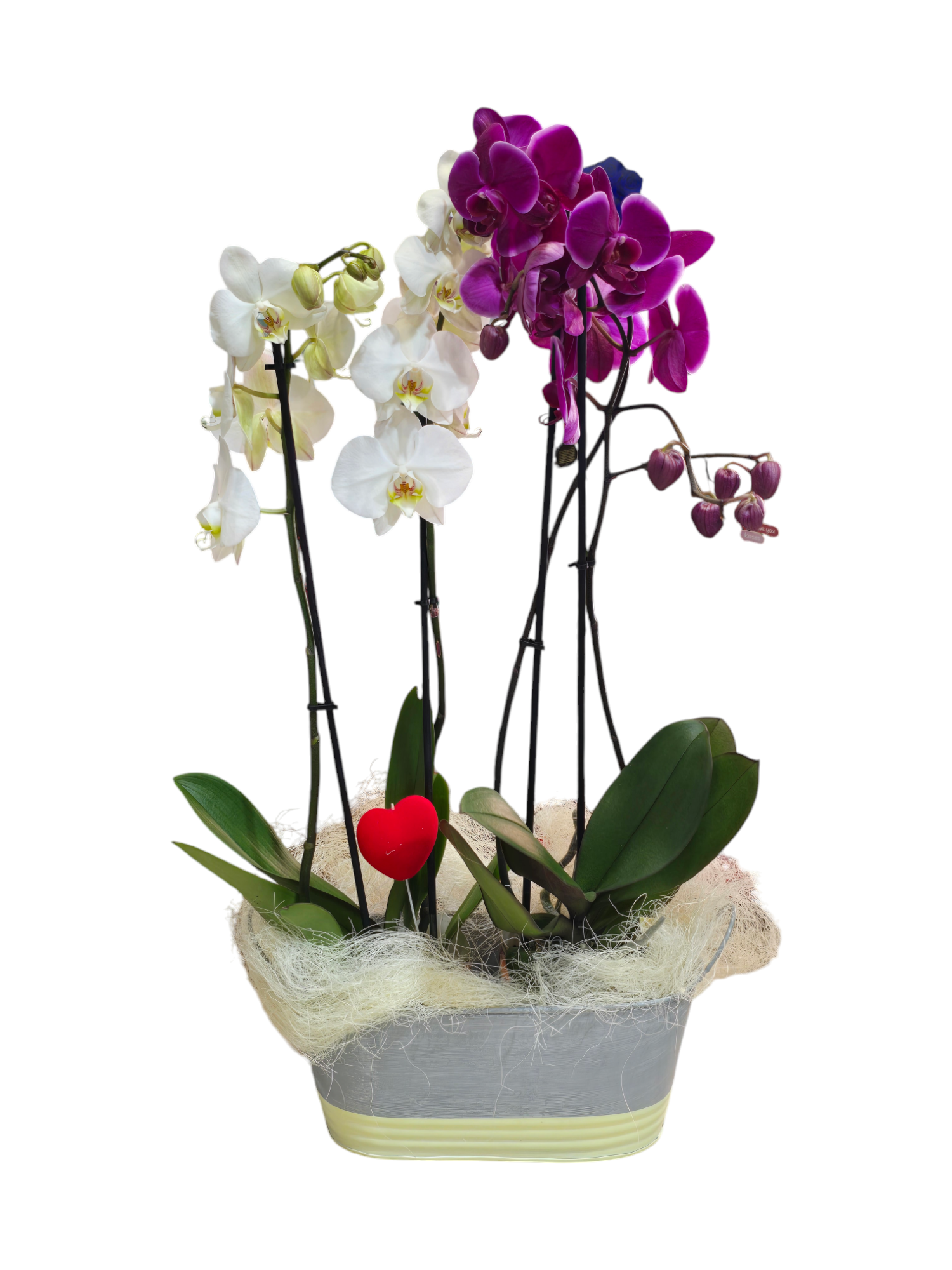Featured image for “Cesto con orchidee classiche”