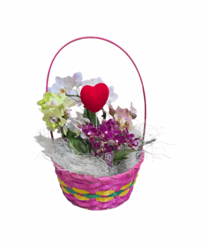 Cesto di mini orchidee